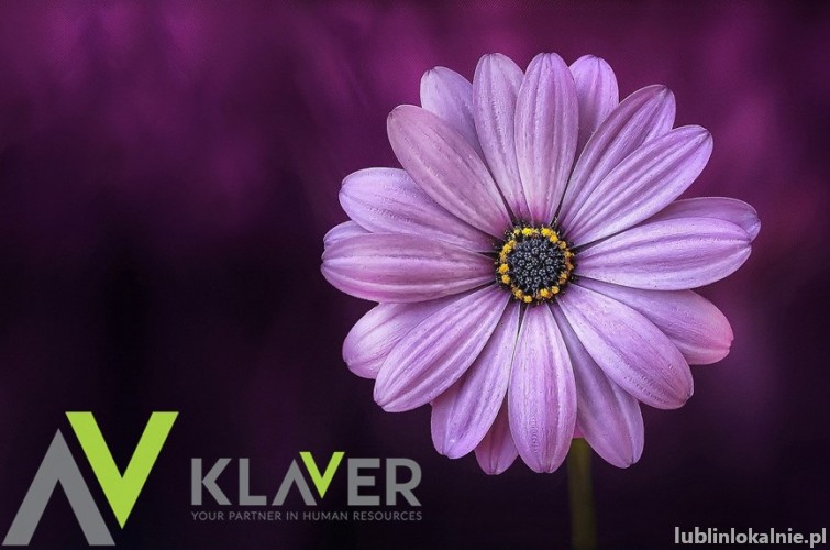 Szukasz pracy w Holandii, lubisz kwiaty? Jeżeli tak, to jest to oferta idealna dla Ciebie !!