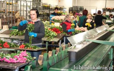 Pakowacz bukietów kwiatowych Holandia
