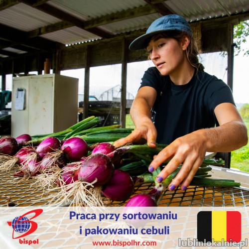 Praca przy sortowaniu i pakowaniu cebuli - Belgia