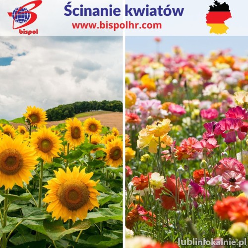 Ścinanie kwiatów - Niemcy