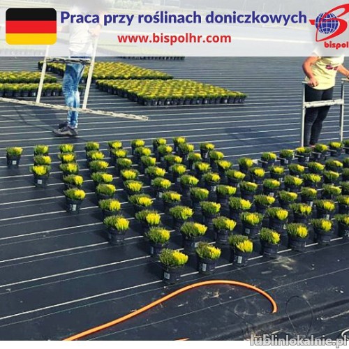 Praca przy roślinach doniczkowych - Niemcy