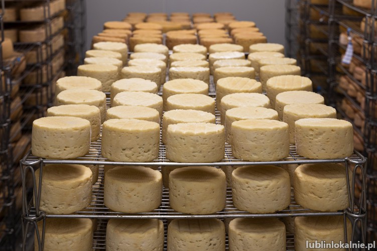 Produkcja serów- Barneveld- Holandia