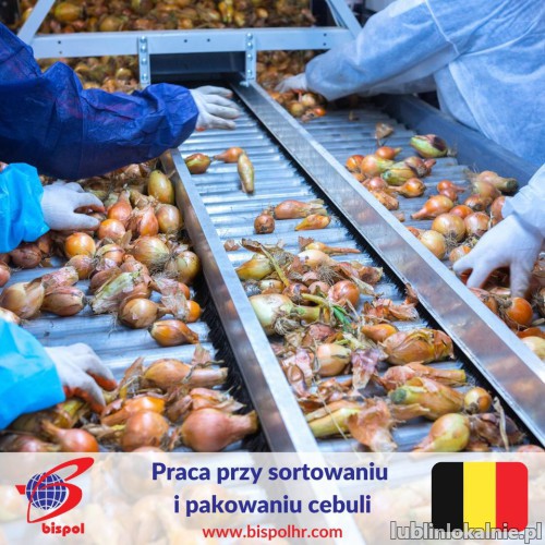 Pakowanie i sortowanie cebuli - praca na produkcji Belgia