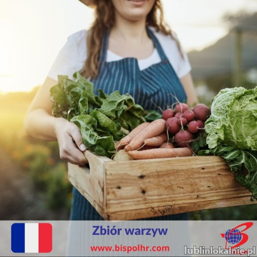 Zbiór warzyw  (sałata, rzodkiewka, cebula) - Francja