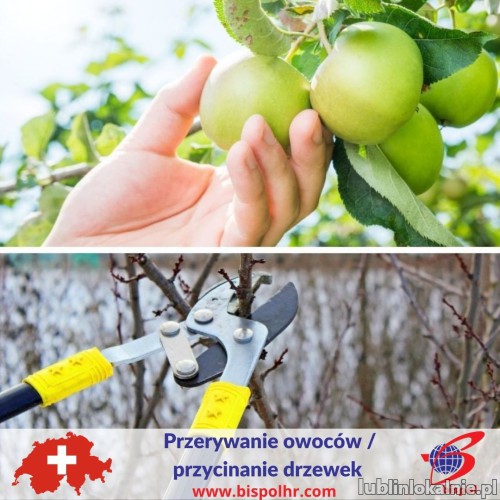 Praca Szwajcaria - przycinanie drzewek, przerywka owoców