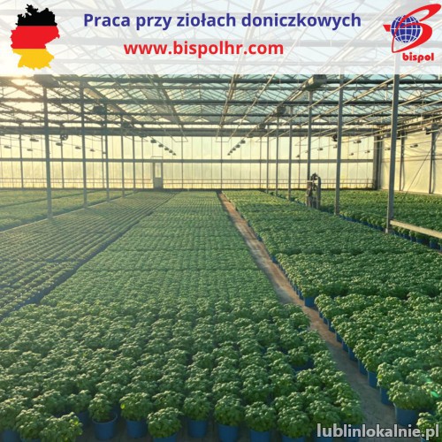 Praca przy ziołach doniczkowych - Niemcy
