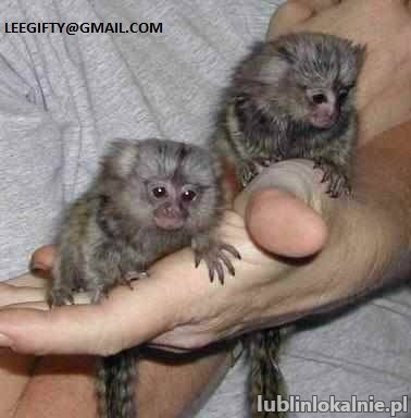 małe małpy marmozety palcowej na sprzedaż