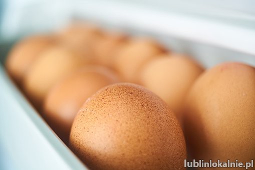 Pakowanie jajek- HOLANDIA od zaraz
