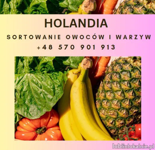 Holandia- praca przy kwiatach/sortowaniu owoców