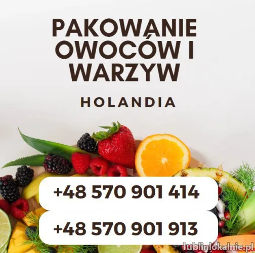 Praca OD zaraz- potrzebni pracownicy produkcyjni w Holandii