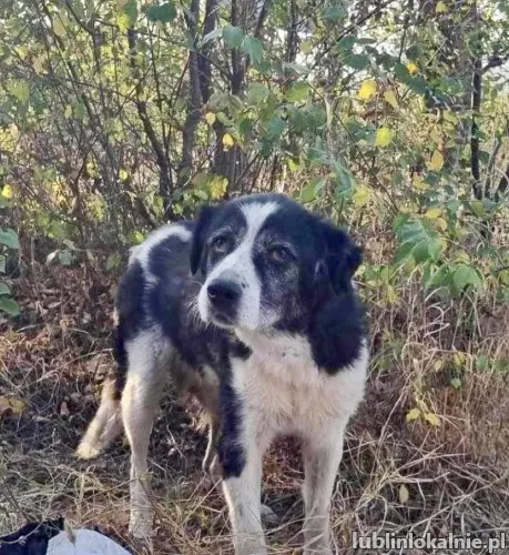 Masza - dostojna, spokojna suczka do pokochania!